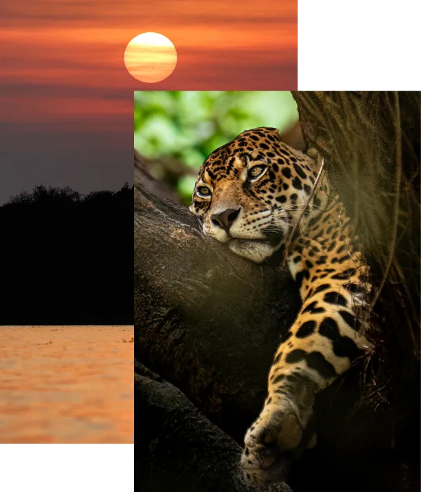 Pantanal Luxus